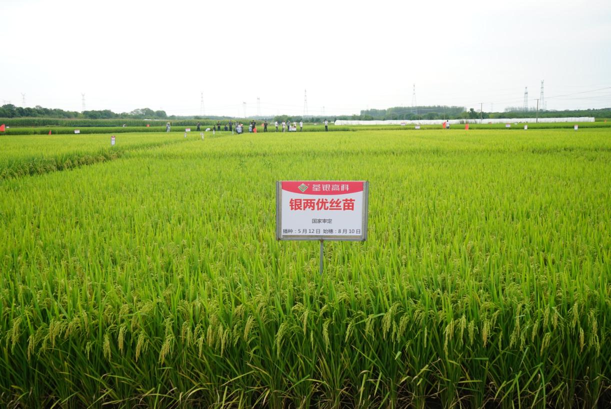 銀兩優(yōu)絲苗2.jpg 銀兩優(yōu)絲苗2.jpg